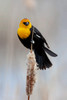 Yellowstone National Park, yellow-headed blackbird perched on a reed Poster Print by Ellen Goff (18 x 24) # US51EGO0255