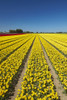 Colorful tulip fields, Edendale, Southland, South Island, New Zealand Poster Print by David Wall - Item # VARPDDAU03DWA0378