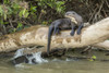 Pantanal, Mato Grosso, Brazil. Giant river otter reclining on a log Poster Print by Janet Horton - Item # VARPDDSA04JHO0196