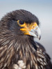 Adult striated caracara, protected, endemic to the Falkland Islands Poster Print by Martin Zwick (18 x 24) # SA09MZW1348