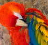 USA, Arizona, Goodyear. Close-up of macaw preening its feathers.  Poster Print by Jaynes Gallery - Item # VARPDDUS03BJY0504