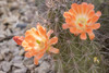 USA, Arizona, Desert Botanic Garden. Cactus blossoms and spines.  Poster Print by Jaynes Gallery - Item # VARPDDUS03BJY0674
