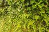 USA, Hawaii, Akaka Falls State Park. Tropical wall of vegetation. Poster Print by Jaynes Gallery - Item # VARPDDUS12BJY0246