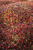 Kona coffee beans, coffee plantation, Big Island, Hawaii, USA Poster Print by Stuart Westmorland - Item # VARPDDUS12SWR0367