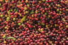 Kona coffee beans, coffee plantation, Big Island, Hawaii, USA Poster Print by Stuart Westmorland - Item # VARPDDUS12SWR0378