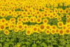 Sunflower field Sam Parr State Park, Jasper County, Illinois Poster Print by Richard & Susan Day - Item # VARPDDUS14RDY2391