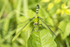 USA, Louisiana, Lake Martin. Green clearwing dragonfly close-up.  Poster Print by Jaynes Gallery - Item # VARPDDUS19BJY0152