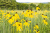 New Jersey. Upper Raritan River Basin, meadow of Black-eyed Susan's Poster Print by Alison Jones - Item # VARPDDUS28AJN0014