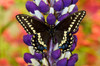 Swallowtail butterfly, Papilio polyxenes on lupine, Bandon, Oregon Poster Print by Darrell Gulin (24 x 18) # US38DGU0205