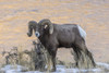 USA, Montana, Paradise Valley. Bighorn ram and Yellowstone River. Poster Print by Jaynes Gallery - Item # VARPDDUS51BJY0219