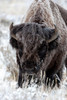 Yellowstone National Park, portrait of a frost covered American bison Poster Print by Ellen Goff (18 x 24) # US51EGO0247