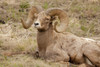 Yellowstone National Park, Wyoming, USA. Bighorn sheep ram resting. Poster Print by Janet Horton - Item # VARPDDUS51JHO0025