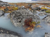 Tundra near glacier Eqip (Eqip Sermia) in western Greenland, Denmark Poster Print by Martin Zwick - Item # VARPDDGR01MZW0413