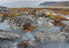 Tundra near glacier Eqip (Eqip Sermia) in western Greenland, Denmark Poster Print by Martin Zwick - Item # VARPDDGR01MZW0571