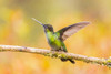 Central America, Costa Rica. Female talamanca hummingbird on limb. Poster Print by Jaynes Gallery - Item # VARPDDSA22BJY0078