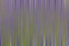USA, California, Napa Valley. Abstract of blooming lupine flowers. Poster Print by Jaynes Gallery - Item # VARPDDUS05BJY1296