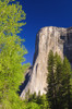 Morning light on El Capitan, Yosemite National Park, California, USA. Poster Print by Russ Bishop - Item # VARPDDUS05RBS1278