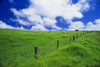 Green pasture and fence at Parker Ranch, The Big Island, Hawaii, USA. Poster Print by Russ Bishop - Item # VARPDDUS12RBS0493