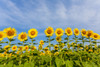 Sunflower field Sam Parr State Park. Jasper County, Illinois. Poster Print by Richard & Susan Day - Item # VARPDDUS14RDY2454