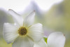 USA, Washington State, Seabeck. Pacific dogwood blossom close-up.  Poster Print by Jaynes Gallery - Item # VARPDDUS48BJY1021