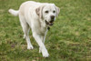 Issaquah, WA. 6 year old English Yellow Labrador walking in a park.  Poster Print by Janet Horton - Item # VARPDDUS48JHO0031