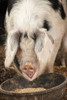 Carnation, WA. Front view of a Gloucestershire Old Spot pig eating.  Poster Print by Janet Horton - Item # VARPDDUS48JHO0625