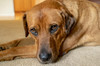 Portrait of a Red Fox (or Fox red) Labrador lying on the floor (PR) Poster Print by Janet Horton (24 x 18) # US48JHO1138