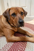 Portrait of a Red Fox (or Fox red) Labrador lying on the floor (PR) Poster Print by Janet Horton (18 x 24) # US48JHO1139
