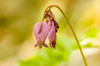 Issaquah, Washington State, USA Pacific bleeding hearts wildflowers Poster Print by Janet Horton (24 x 18) # US48JHO1408