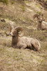 Yellowstone National Park, Wyoming, USA. Bighorn sheep rams resting. Poster Print by Janet Horton - Item # VARPDDUS51JHO0024