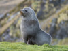 Antarctic Fur Seal (Arctocephalus gazella) bull. South Georgia Island Poster Print by Martin Zwick - Item # VARPDDAN02MZW0089