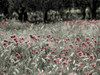 Italy, Sicily, Trapani. Poppies, olive groves and vineyards in spring Poster Print by Terry Eggers - Item # VARPDDEU16TEG1453