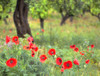 Italy, Sicily, Trapani. Poppies, olive groves and vineyards in spring Poster Print by Terry Eggers - Item # VARPDDEU16TEG1460
