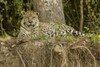 Pantanal, Mato Grosso, Brazil Jaguar resting on the riverbank mid-day Poster Print by Janet Horton - Item # VARPDDSA04JHO0110