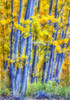 USA, California, Sierra Nevada Mountains. Abstract of aspen trees.  Poster Print by Jaynes Gallery - Item # VARPDDUS05BJY1174