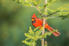 Northern Cardinal male in spruce tree, Marion County, Illinois Poster Print by Richard & Susan Day - Item # VARPDDUS14RDY2375