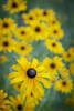 USA, Carmel, Indiana. Cluster of black-eyed Susan's in Indiana. Poster Print by Deborah Winchester - Item # VARPDDUS15DWI0024