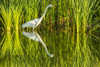 USA, Louisiana, Lake Martin. Sunrise great egret hunting in reeds.  Poster Print by Jaynes Gallery - Item # VARPDDUS19BJY0275