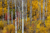 Aspen grove in peak fall colors in Glacier National Park, Montana, USA Poster Print by Chuck Haney (24 x 18) # US27CHA4279