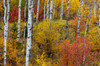 Aspen grove in peak fall colors in Glacier National Park, Montana, USA Poster Print by Chuck Haney (24 x 18) # US27CHA4280