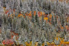 Fresh snowfall on autumn colors in Glacier National Park, Montana, USA Poster Print by Chuck Haney (24 x 18) # US27CHA4309