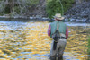 People fly fishing, Lower Deschutes River, Central Oregon, USA  Poster Print by Stuart Westmorland - Item # VARPDDUS38SWR0108