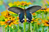 Tropical butterfly, Papilio alcemenor f leucoclis, on hirta daisies Poster Print by Darrell Gulin (24 x 18) # US48DGU1758