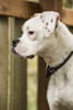 Issaquah, WA. Boxer puppy standing in a backyard playground playset.  Poster Print by Janet Horton - Item # VARPDDUS48JHO0423