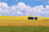 Canada, Manitoba, Bruxelles. Grain bins amid wheat and canola crops. Poster Print by Jaynes Gallery - Item # VARPDDCN03BJY0446