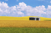 Canada, Manitoba, Bruxelles. Grain bins amid wheat and canola crops. Poster Print by Jaynes Gallery - Item # VARPDDCN03BJY0446 Canada, Manitoba, Bruxelles. Grain bins amid wheat and canola crops. Poster Print by Jaynes Gallery - Item # VARPDDCN03BJY0446