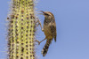 USA, Arizona, Sonoran Desert. Cactus wren perched on cactus thorns.  Poster Print by Jaynes Gallery - Item # VARPDDUS03BJY0534