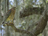 Red-shouldered hawk, Buteo lineatus, perched in Live Oak Tree, Florida Poster Print by Maresa Pryor - Item # VARPDDUS10MPR1142