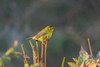 Wilson's warbler (Cardellina pusilla). Marion County, Illinois. Poster Print by Richard & Susan Day - Item # VARPDDUS14RDY2440