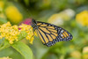 Monarch (Danaus Plexippus) on Lantana. Marion County, Illinois. Poster Print by Richard & Susan Day - Item # VARPDDUS14RDY2448